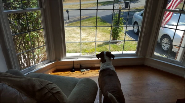 Oliver on guard